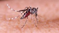 A Organização Pan-Americana da Saúde (Opas) advertiu que o surto de dengue nas Américas em 2024 pode se tornar o mais grave já registrado. Os países mais afetados pela doença atualmente são: Brasil, Argentina e Paraguai.